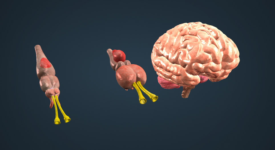 Evolução cerebral dos vertebrados