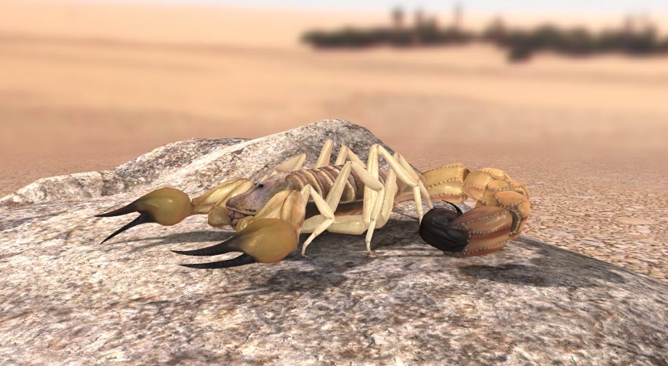 Escorpião de cauda grossa