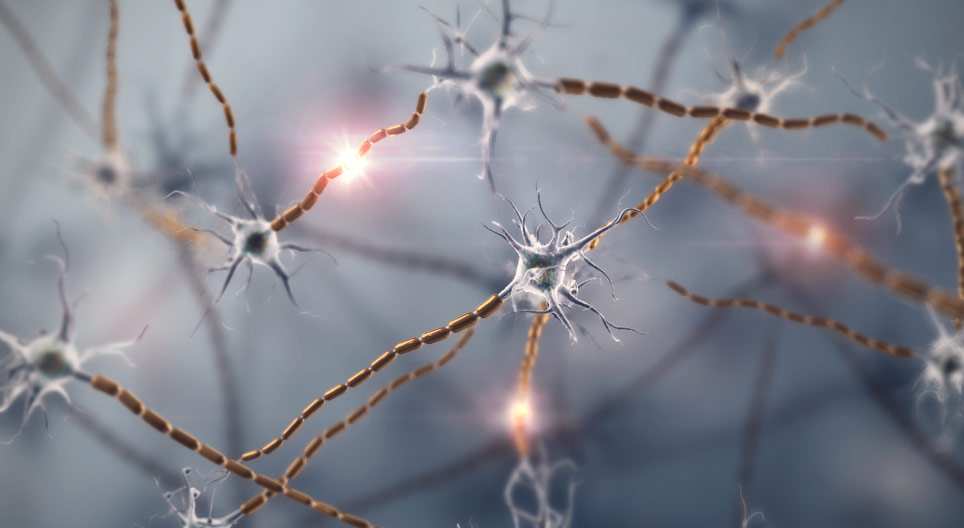 Os neurónios e o tecido nervoso