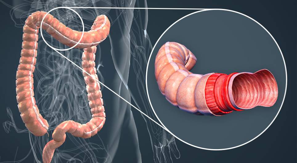 Anatomia intestino grosso