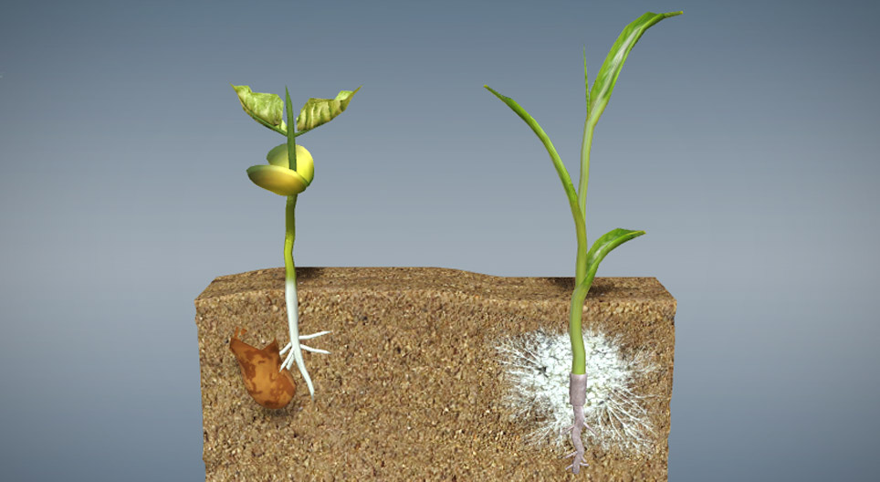 Sementes e germinação