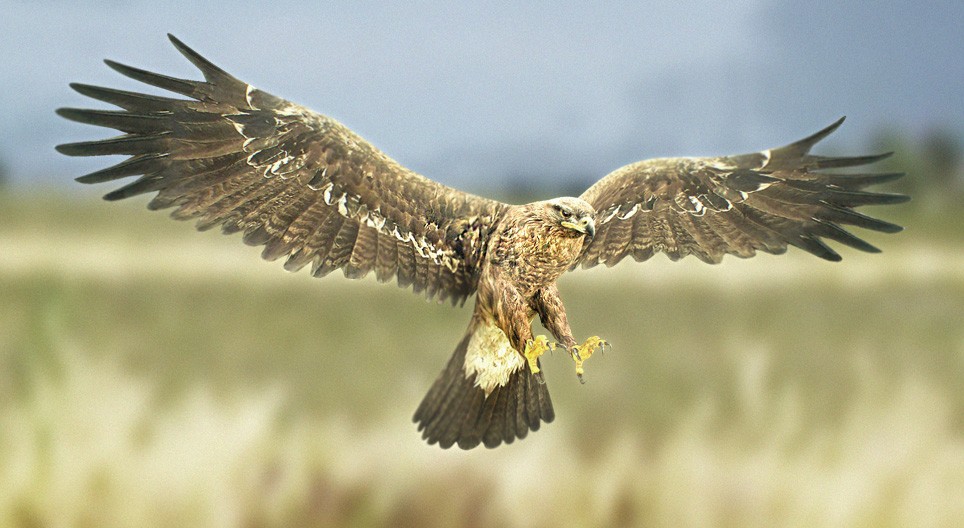 Steppe eagle