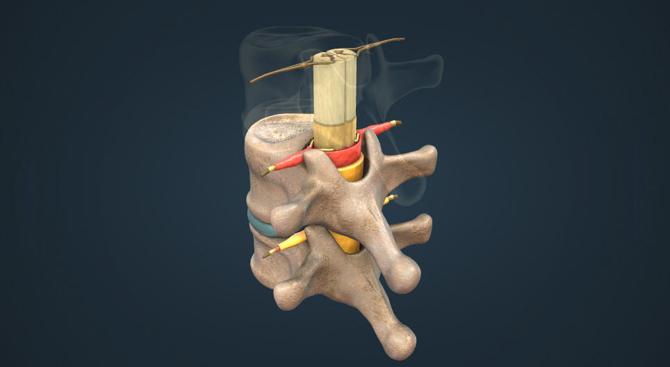 Anatomia da medula espinhal