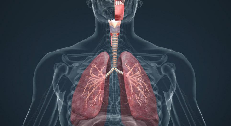 Sistema respiratório