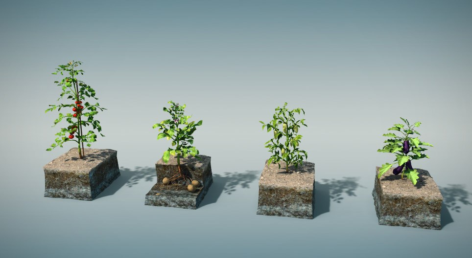 Plantas solanáceas comestíveis