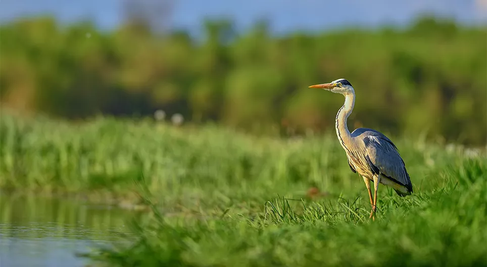 Обитатели вод и побережий