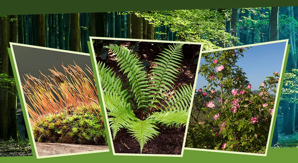 В свете и в тени