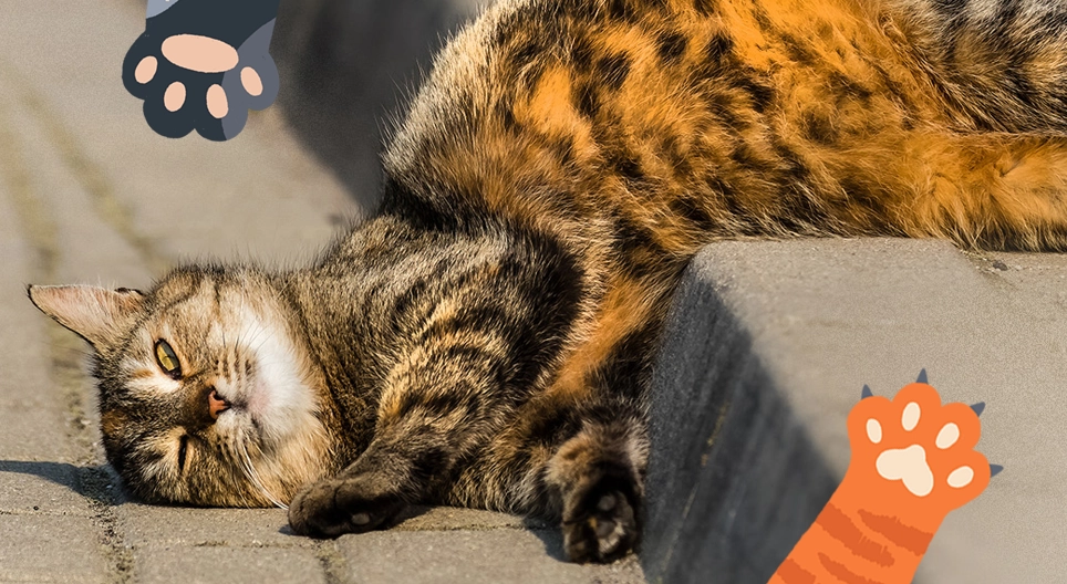 Мурчащие<br>друзья