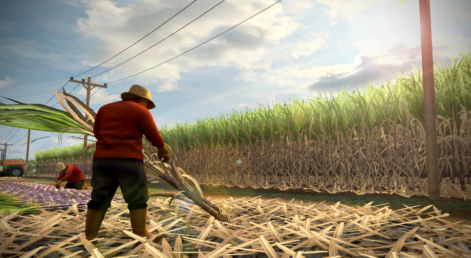 Sugar cane