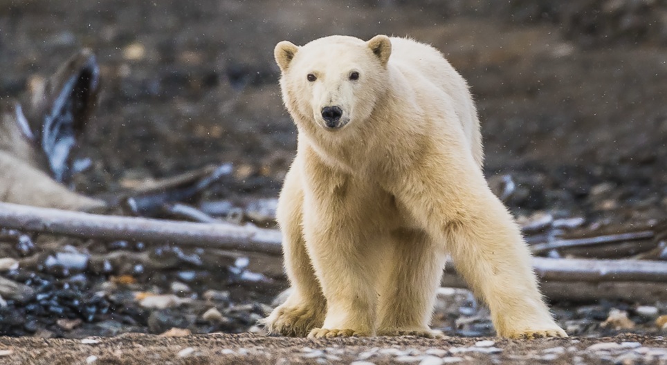 Образовательные видео