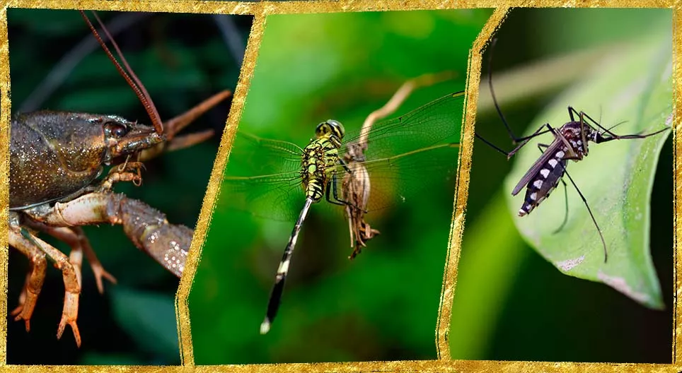 Článkonožce vo vode