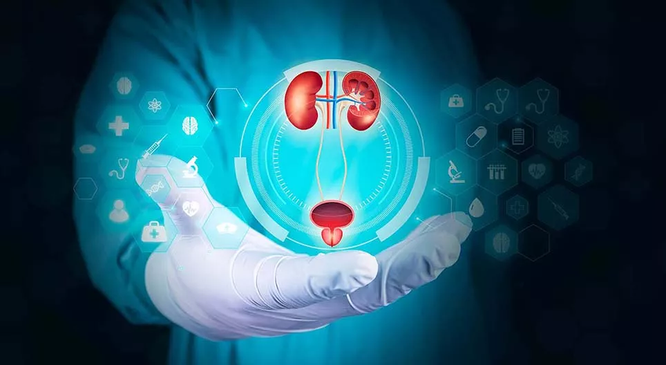 Močová sústava človeka