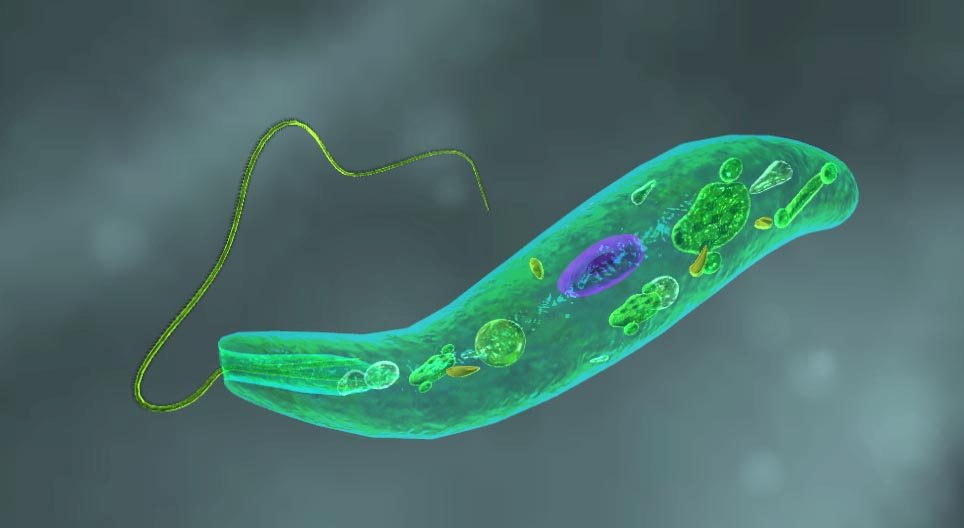Eugléna zelená (Euglena viridis)