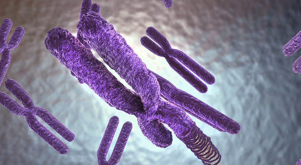 Usporiadanie genetického materiálu