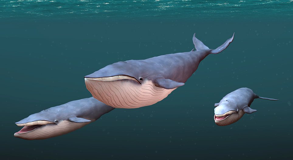 Blue whale