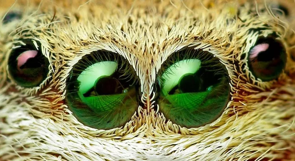 Šta se krije u grmlju?