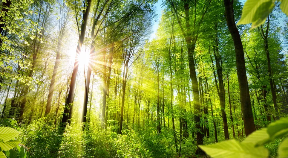 Upoznajmo sva lica šume!