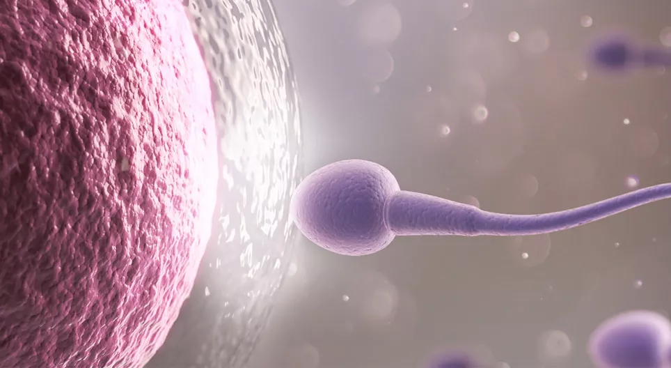 Egg cells and sperm cells