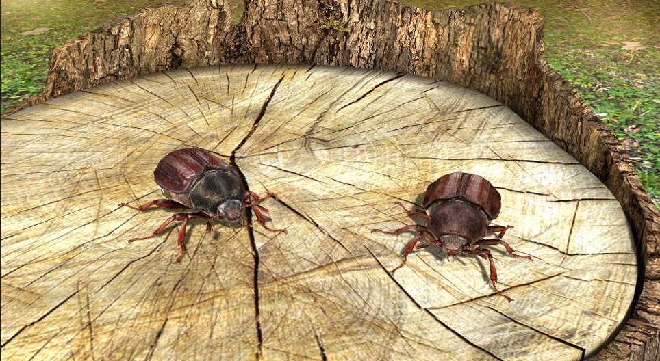 Gundelj (majska buba)