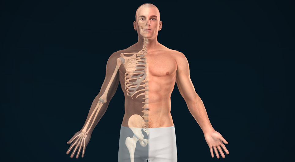 Anatomske ravni, ose i pravci