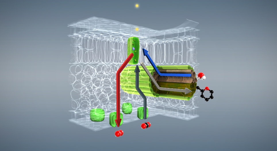Fotosinteza (osnovni nivo)