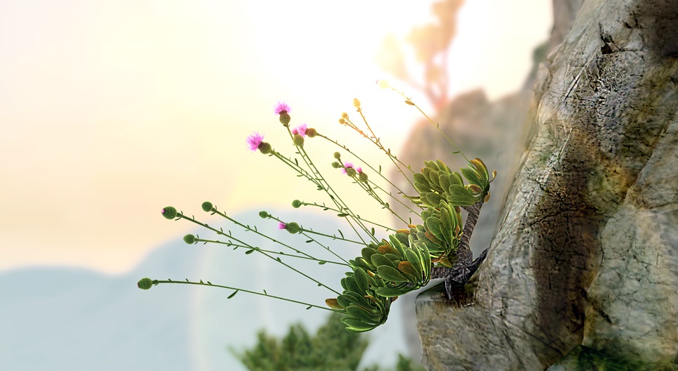 Malteški kentaur (Cheirolophus crassifolius)