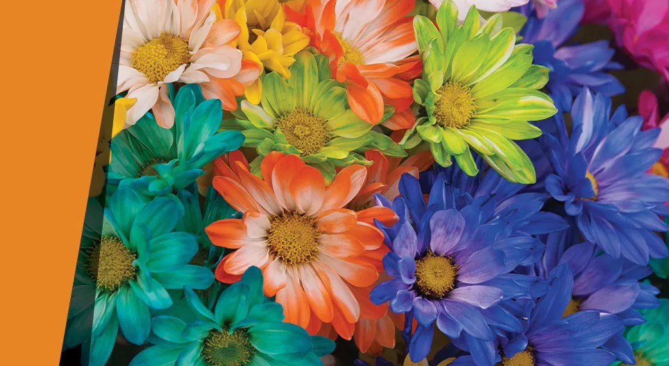 Kronblad i tusen färger