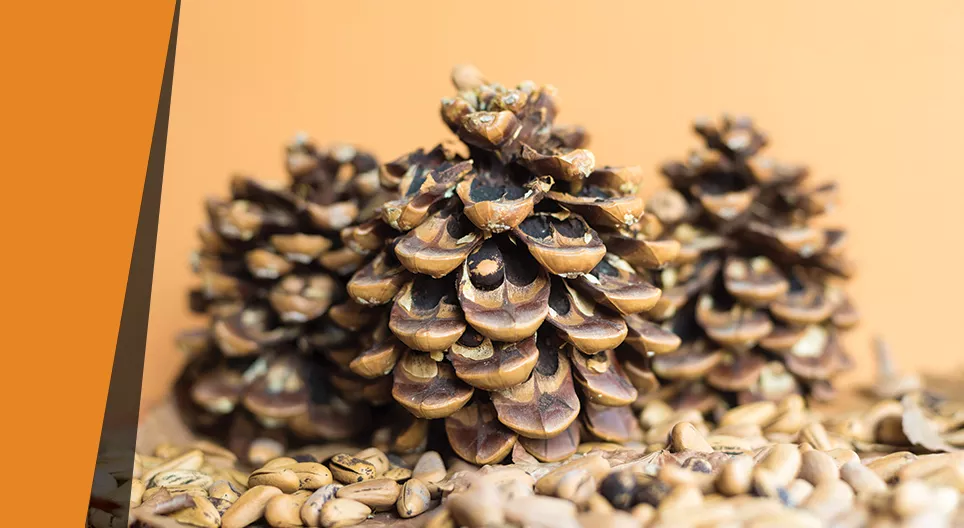 Kotte som hygrometer