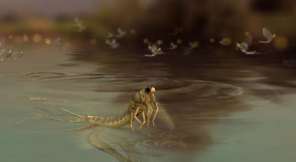 Palingenia longicauda