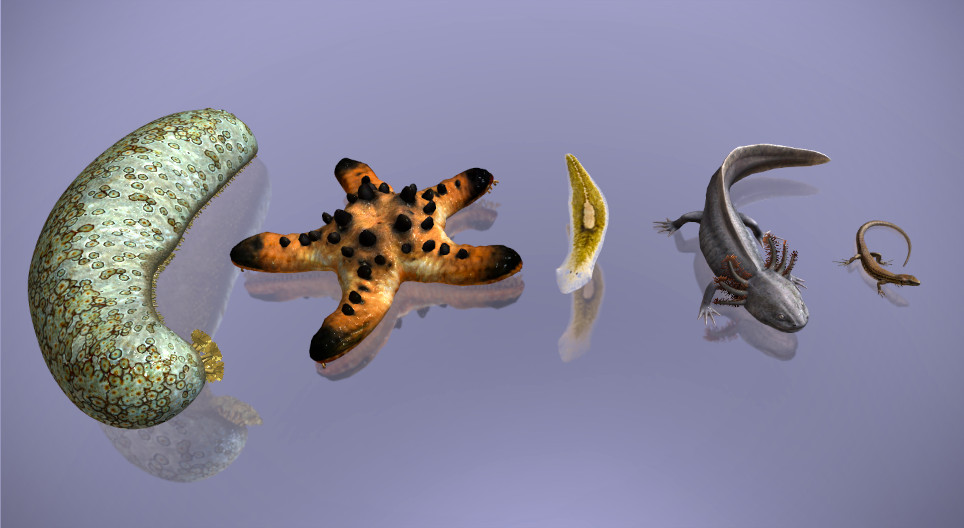 Regeneration i djurriket