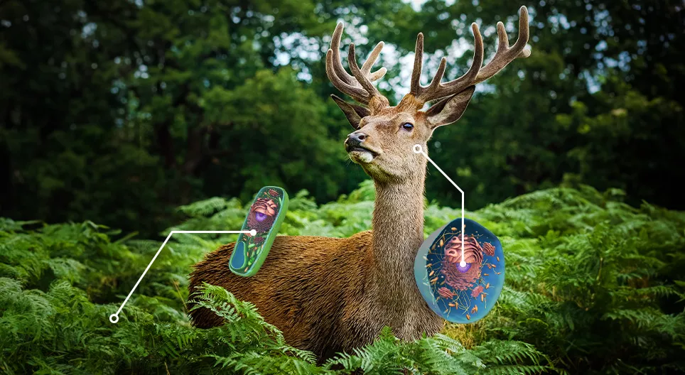 เปรียบเทียบเซลล์ของพืชและสัตว์