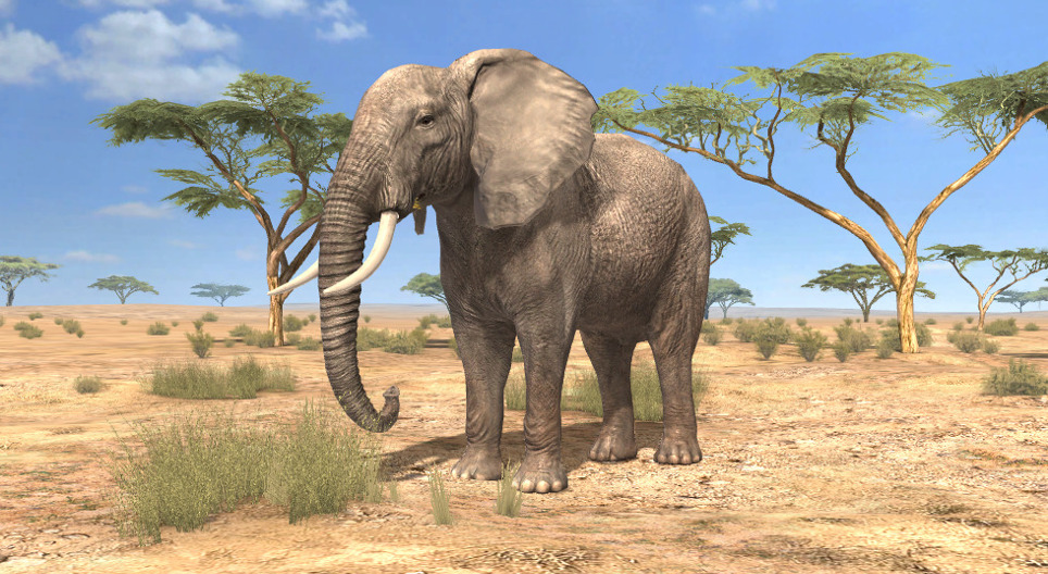 mozaik3D/BIO/allat/african_elephant/960.jpg