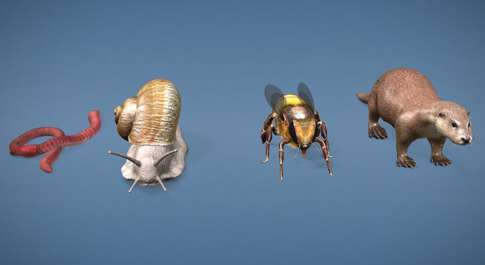 Diversity of light-detecting organs