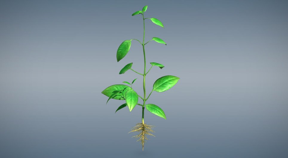 Vegetative plant organs