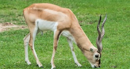 Антилопа гарна