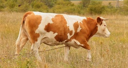 Едър рогат добитък