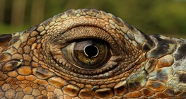 Комодски варан