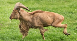 Гривест козирог