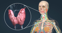 Thyroid gland