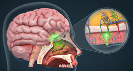 Nose, the mechanism of smelling