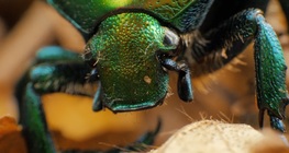 Животът на обикновената златка