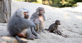 Мантиест павиан