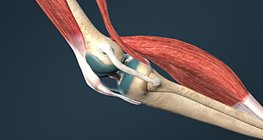 Видове свързвания между костите