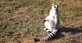 Котешки лемур