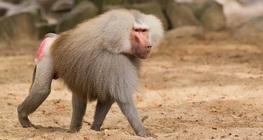 Мантиест павиан