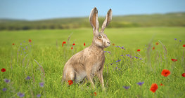 European hare