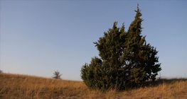 Обикновена хвойна