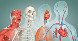 The human body - for kids