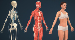Human body (female)