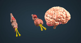 Vertebrate brain evolution